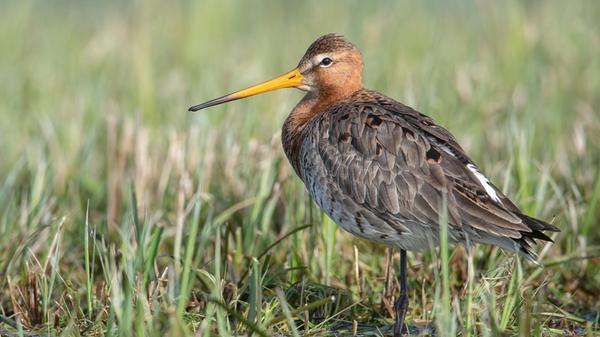 Eine Uferschnepfe steht auf einem Feld im Natursch