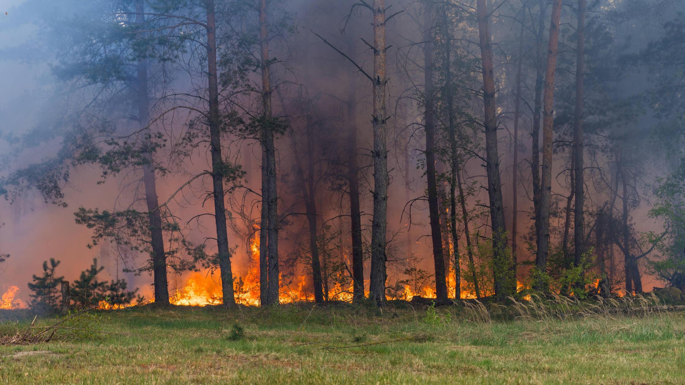 Feuerwalzen bei Großem Waldbrand "Truppenübungspla