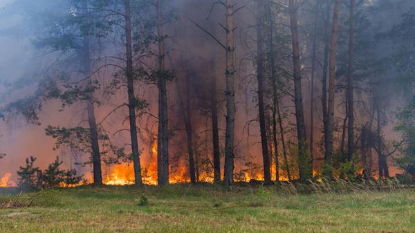 Feuerwalzen bei Großem Waldbrand "Truppenübungspla