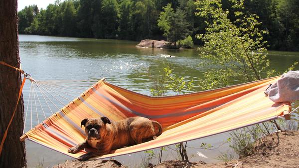 Feucht Jägersee Hängematte Hund