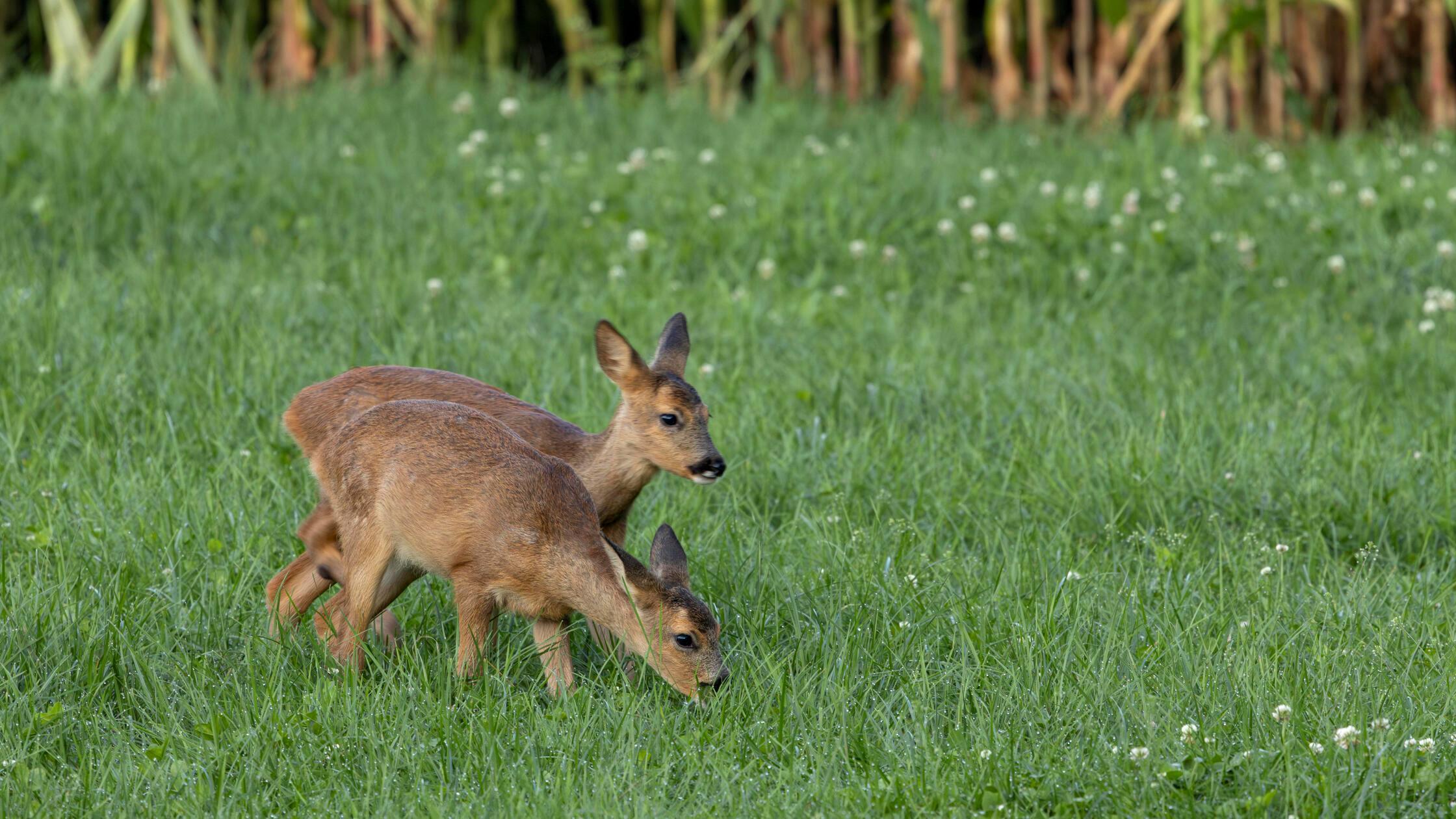 Zwei Rehkitze äsen vor einem Maisfeld / Capreolus 