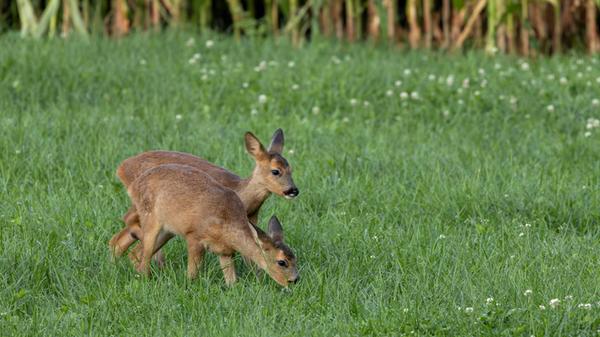 Zwei Rehkitze äsen vor einem Maisfeld / Capreolus
