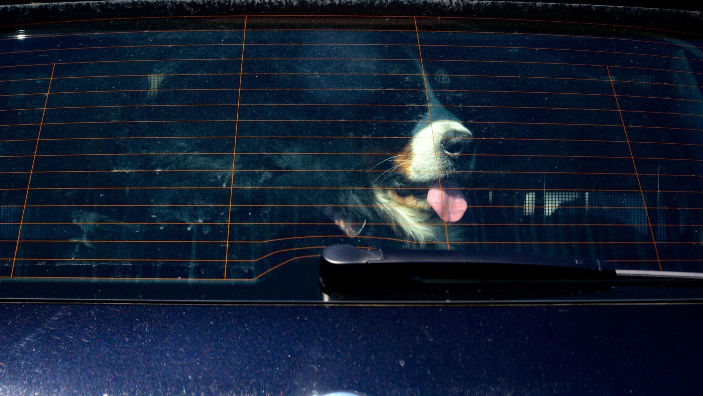 Ein Berner Sennenhund hechelt bei strahlendem Sonn