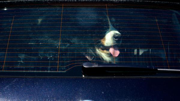 Ein Berner Sennenhund hechelt bei strahlendem Sonn