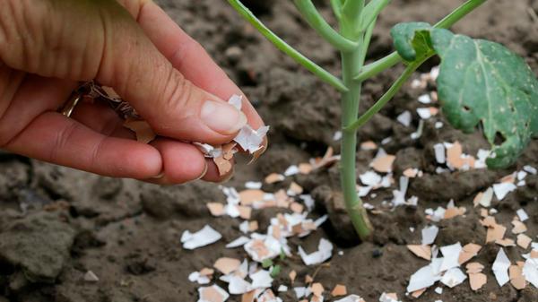 Crushed eggs shellsaround plant as organic fertili