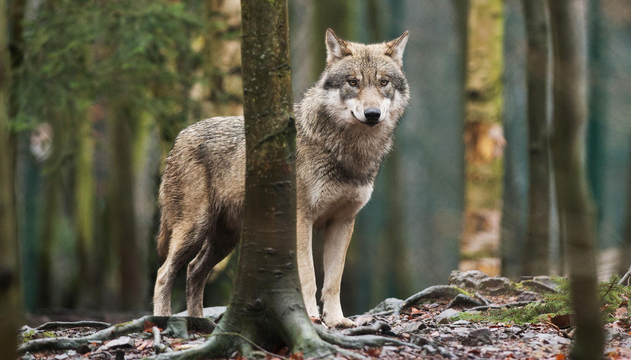 Wolf