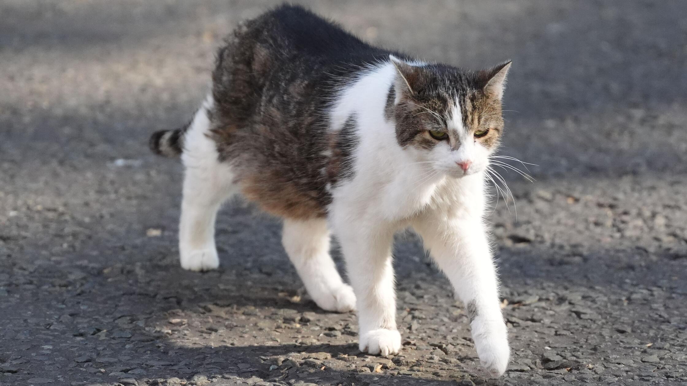 12.05.2026, Großbritannien, London: Die Katze Larr