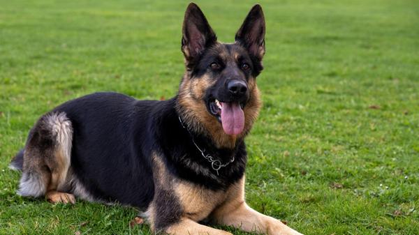 Ein Deutscher Schäferhund liegt auf dem Übungsplat