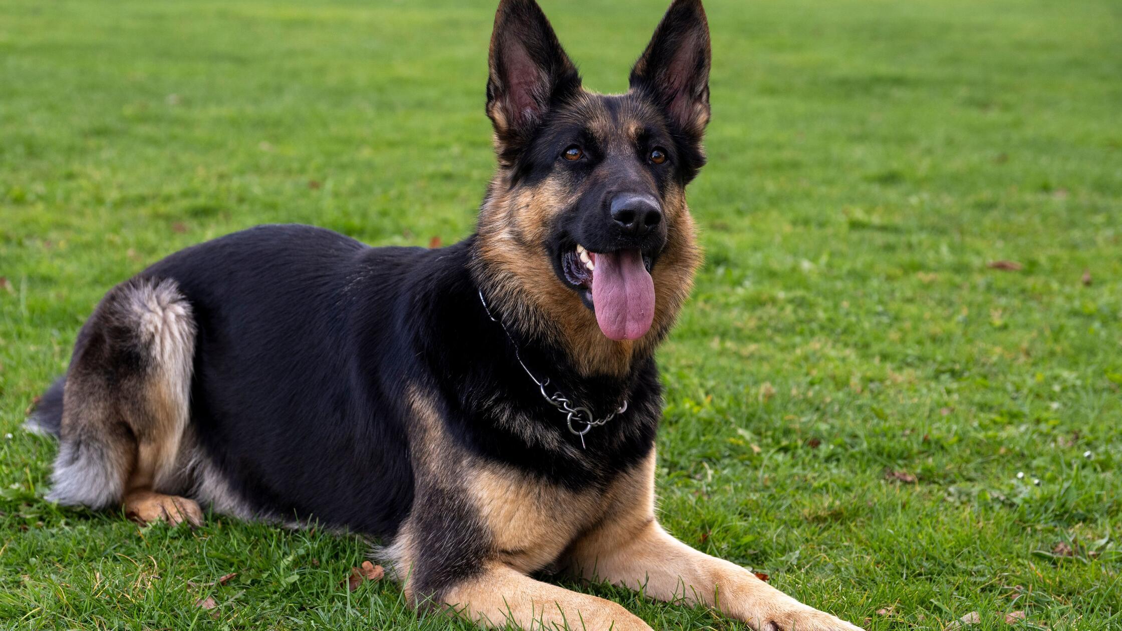 ARCHIV - 04.04.2024, Bayern, Lauingen: Ein Deutsch