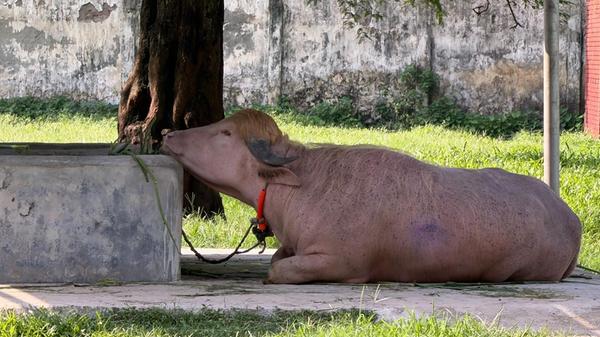 Der Bulle ruht sich im Nationalzoo in Mirpur unter