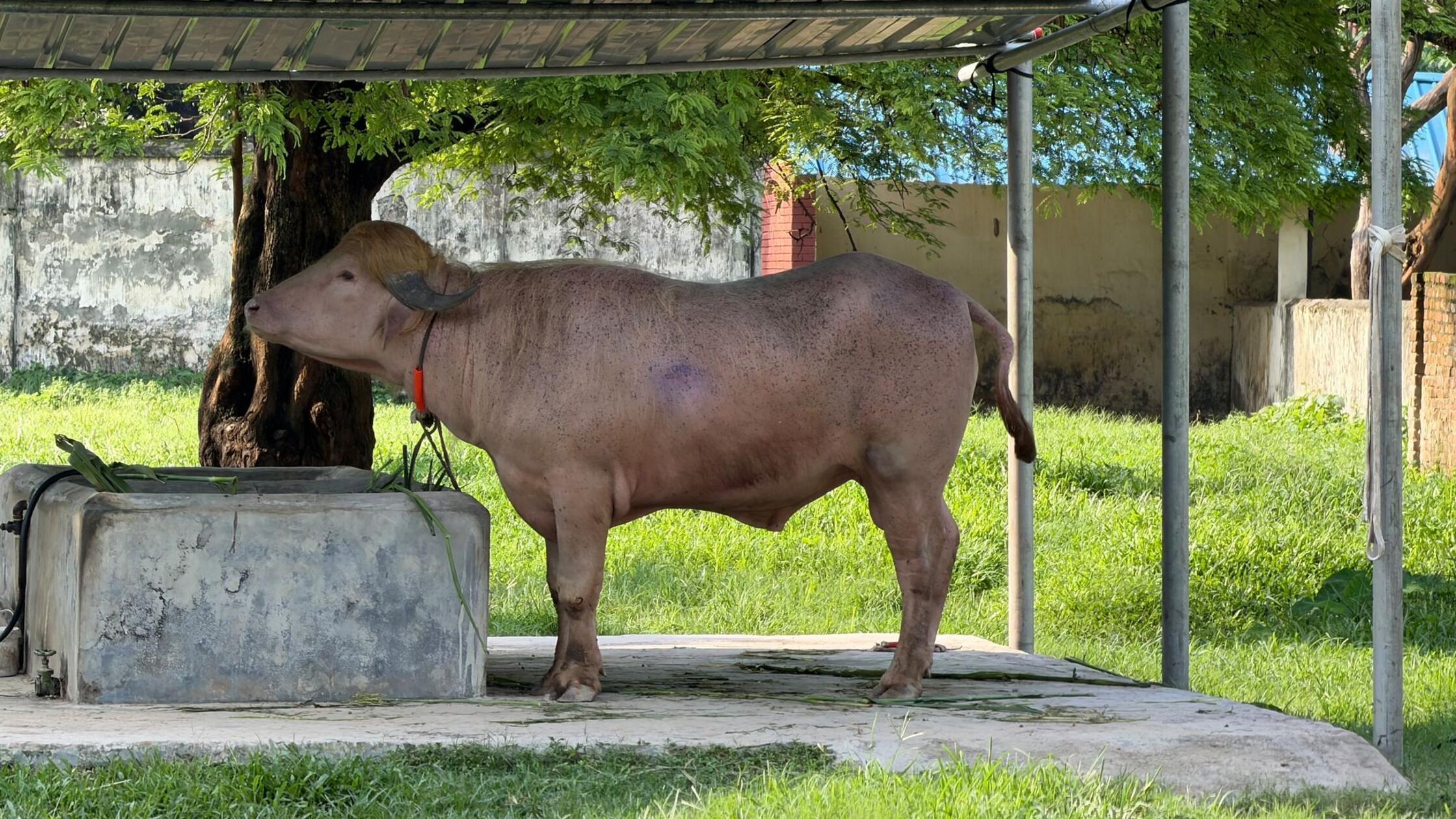 Der Bulle ruht sich im Nationalzoo in Mirpur unter