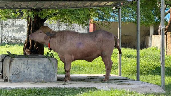 Der Bulle ruht sich im Nationalzoo in Mirpur unter