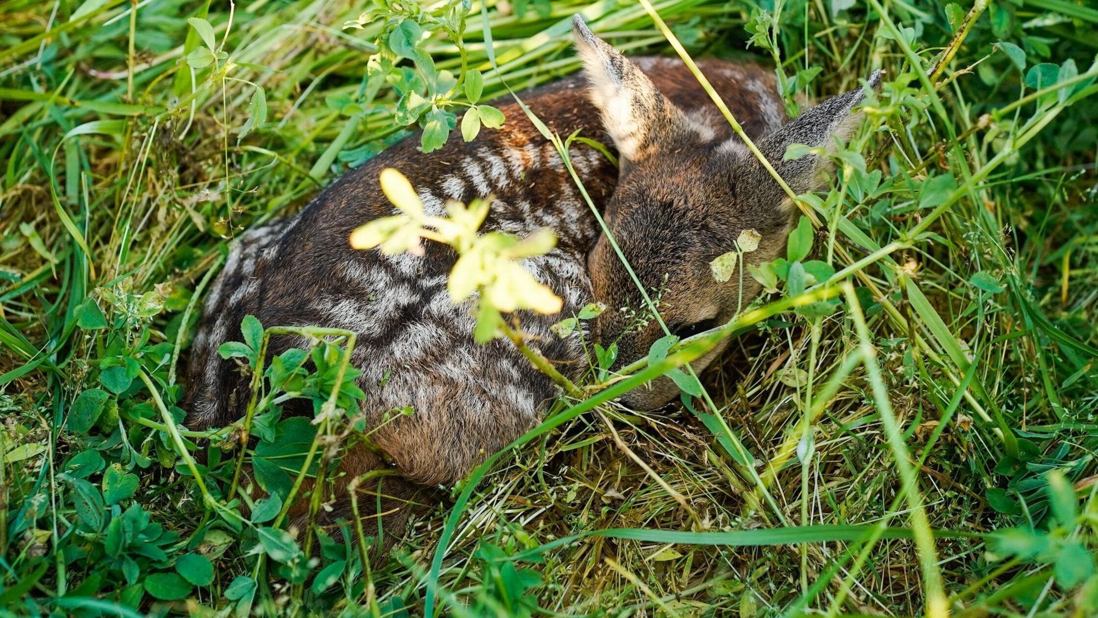 Ein Rehkitz liegt auf einem Acker im Gras. (zu dpa