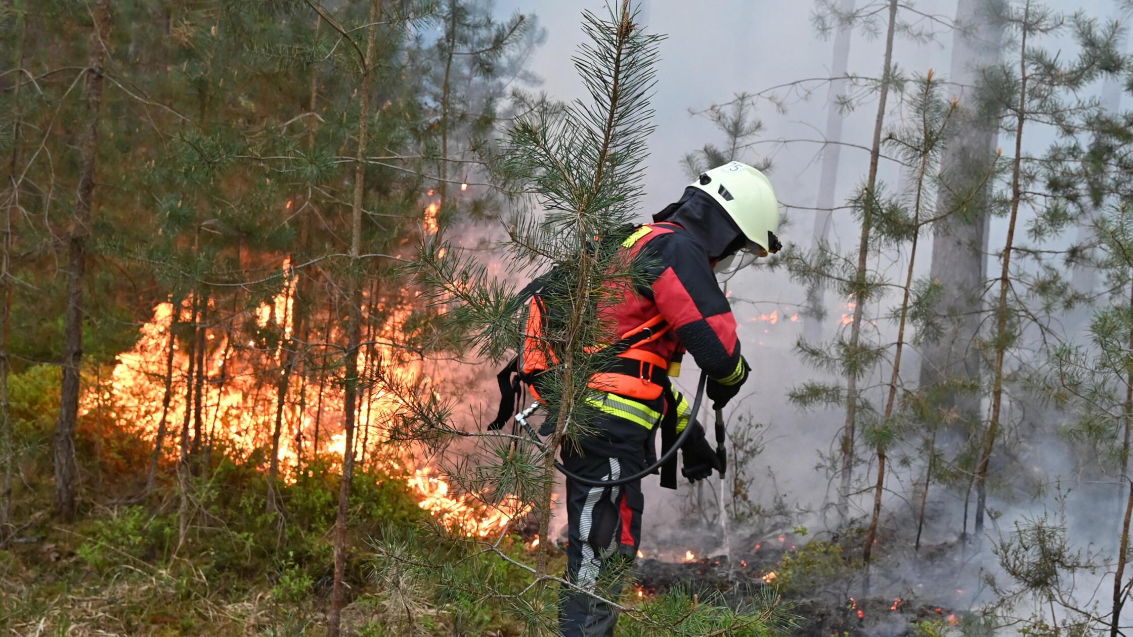 Ein Feuer im Staatsforst bei Tennenlohe hat zahlre