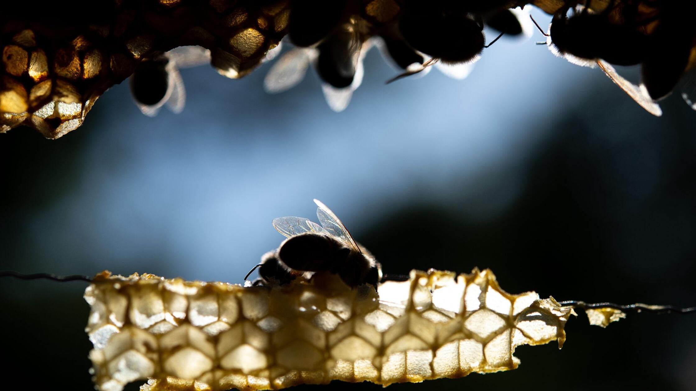 Honigbienen sitzen auf einer Wabe. (zu dpa: «Tanke