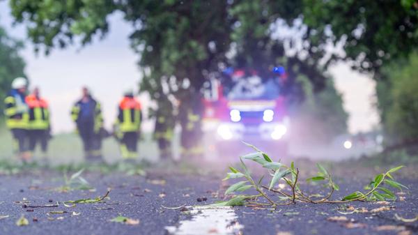 Abgebrochene Zweige und Blätter liegen auf einer S