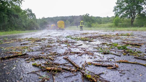 Abgebrochene Zweige und Blätter liegen auf einer S