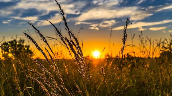 wheat-gfbf17db29_1280