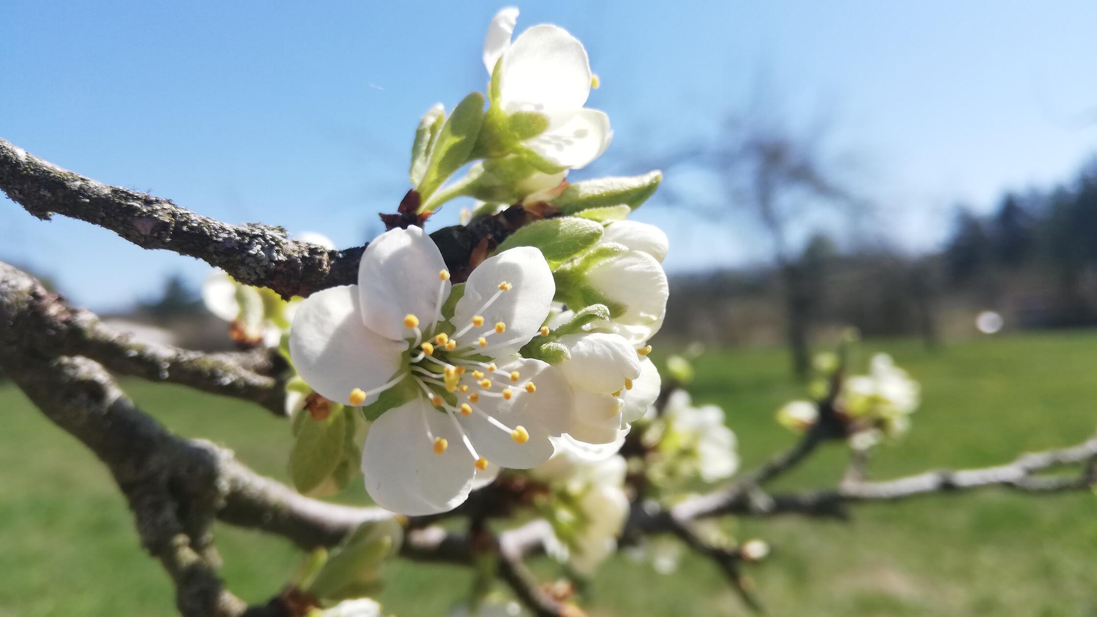 Apfelblüte, Streuobstwiese, Freigelände der Umwelt