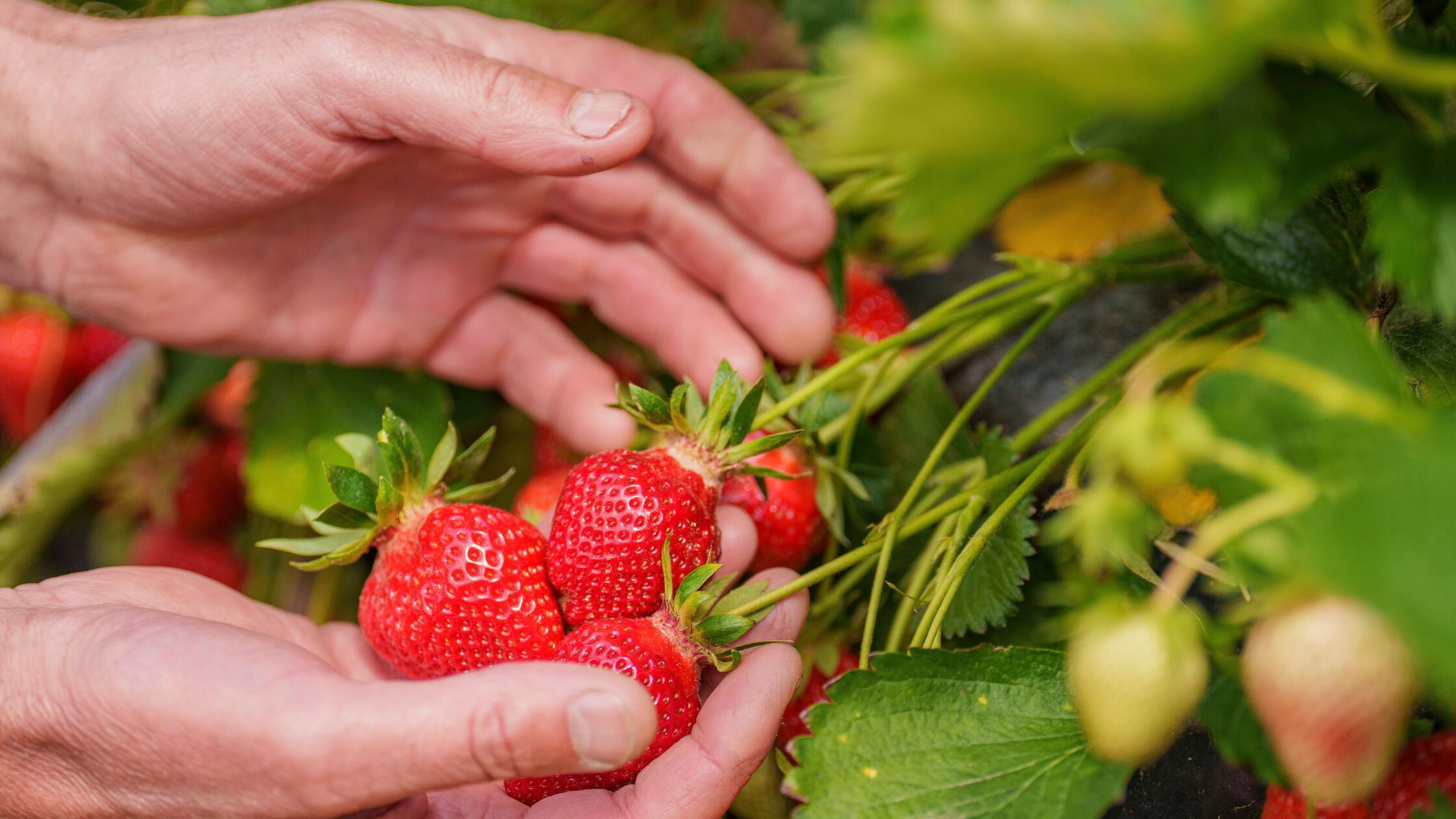 Erdbeeren richtig dngen: So klappt es mit saftigen, groen Frchten