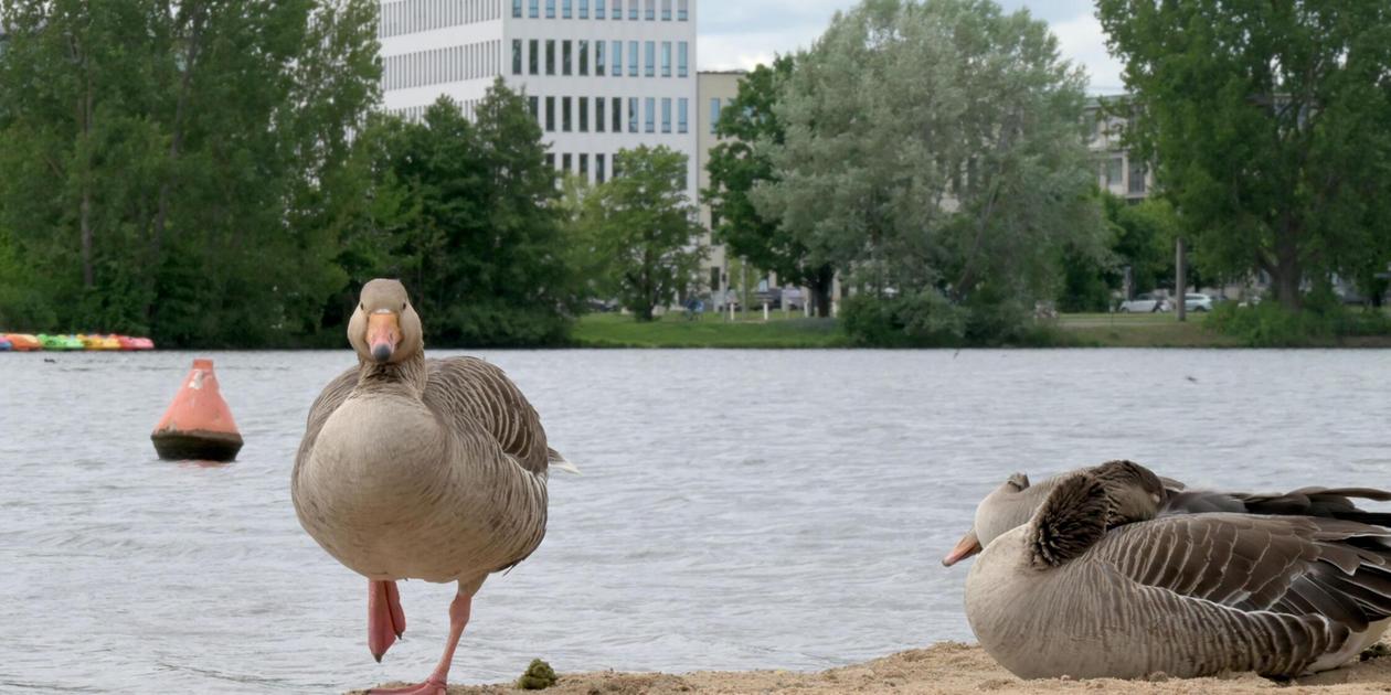 Egg treatment and cleaning: This is how Nuremberg deals with geese at ...