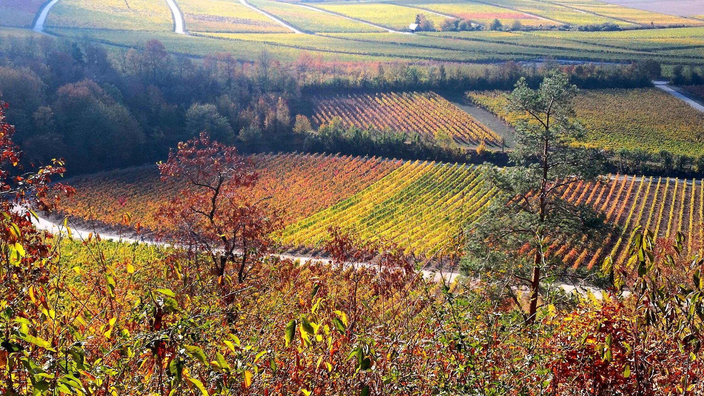 160 Kilometer - der Steigerwald-Panoramaweg:
Damit sind die Wanderer mitten in den Weinlagen des Steigerwaldes, kommen vorbei an der Kirchenburg Mönchsondheim mit ihrem Freilandmuseum und kreuzen dann Iphofen, einen bekannten Weinort Frankens. Auf dem Kamm des Steigerwalds führt der Weg zum Kloster Ebrach und verlässt dann nach und nach die Weinlagen. Doch für Genießer ist das kein Grund zum Traurigsein – wartet doch am Ende des Weges Bamberg, die Weltkulturerbe- und Bierstadt. Alle Infos zur Strecke und einzelnen Etappen gibt es unter dem angefügten Link rechts unten im Bild.