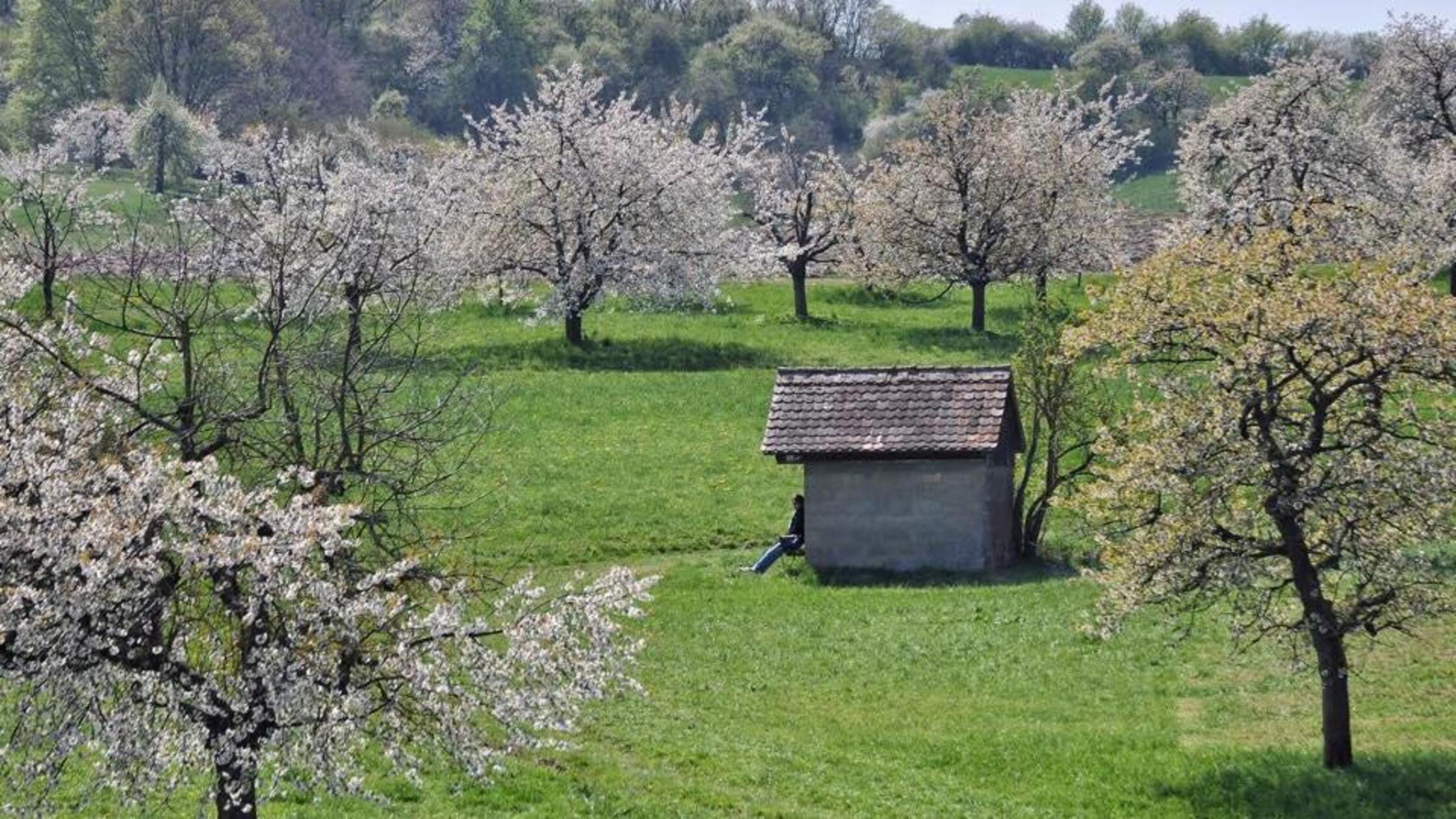 180 Kilometer - der Jakobsweg von Hof nach Nürnberg:
In Kalchreuth, eine der letzten Stationen auf dem Pilgerweg vor der Zielstadt Nürnberg, können die Wanderer die Landschaft vor allem zur Zeit der Kirschblüte genießen. Alle Infos zur Strecke und einzelnen Etappen gibt es unter dem angefügten Link rechts unten im Bild.