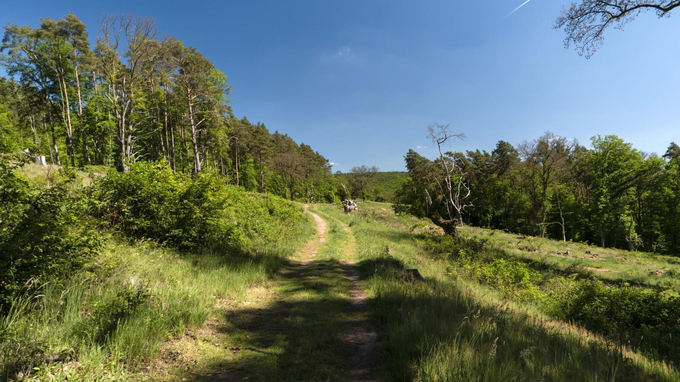 Je 60 Kilometer - die Spessartwege:
Wanderqualität im Doppelpack bietet das Spessart-Mainland, hat es doch mit dem "Spessartweg 1 – Von Fürsten, Fuhrleuten und Pilgern" und dem "Spessartweg 2 – Über Berg und Tal zum Main" gleich zwei spannende Strecken zu bieten. Von Aschaffenburg bis Gemünden am Main und damit von West nach Ost verläuft der erste, der zweite zieht sich von Heigenbrücken südwärts nach Stadtprozelten. In Waldaschaff treffen beide aufeinander und bilden so ein Wanderkreuz.