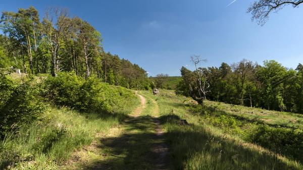 Je 60 Kilometer - die Spessartwege:
Wanderqualität im Doppelpack bietet das Spessart-Mainland, hat es doch mit dem "Spessartweg 1 – Von Fürsten, Fuhrleuten und Pilgern" und dem "Spessartweg 2 – Über Berg und Tal zum Main" gleich zwei spannende Strecken zu bieten. Von Aschaffenburg bis Gemünden am Main und damit von West nach Ost verläuft der erste, der zweite zieht sich von Heigenbrücken südwärts nach Stadtprozelten. In Waldaschaff treffen beide aufeinander und bilden so ein Wanderkreuz.