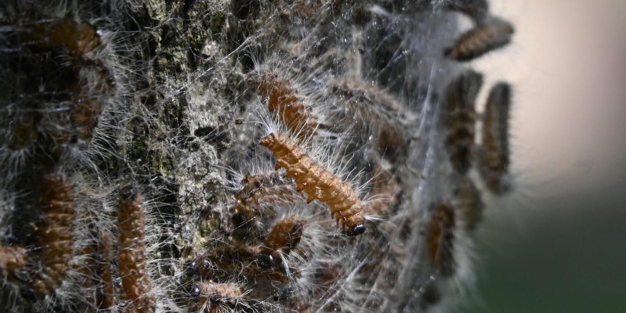Oak processionary caterpillars in the Franconian Lake District - | and the ...
