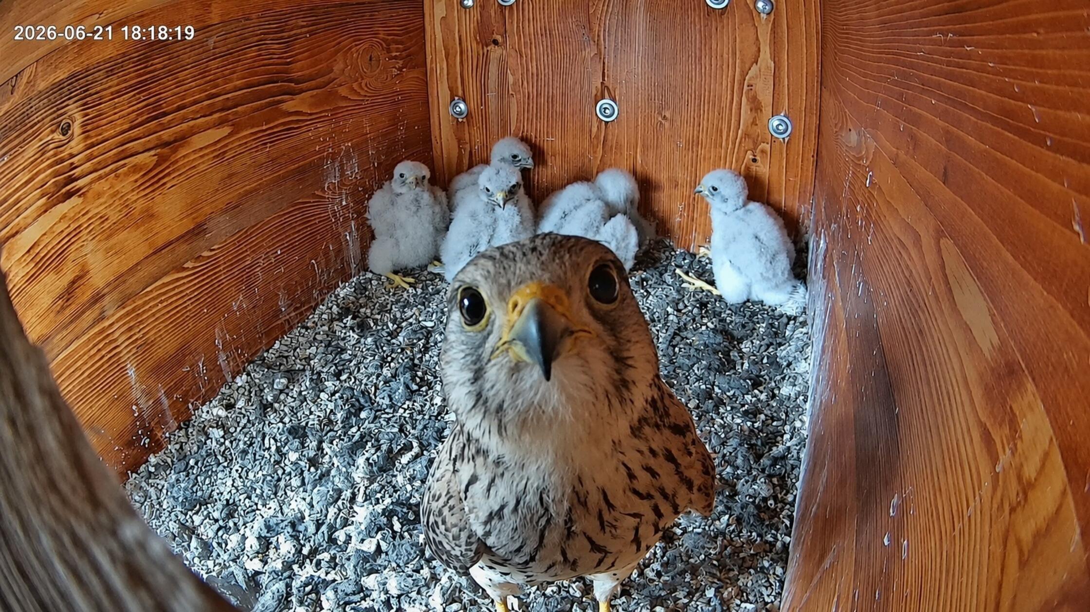 Nachwuchs-in-Bernhof-F-nf-Turmfalken-in-Falkenkasten-geboren