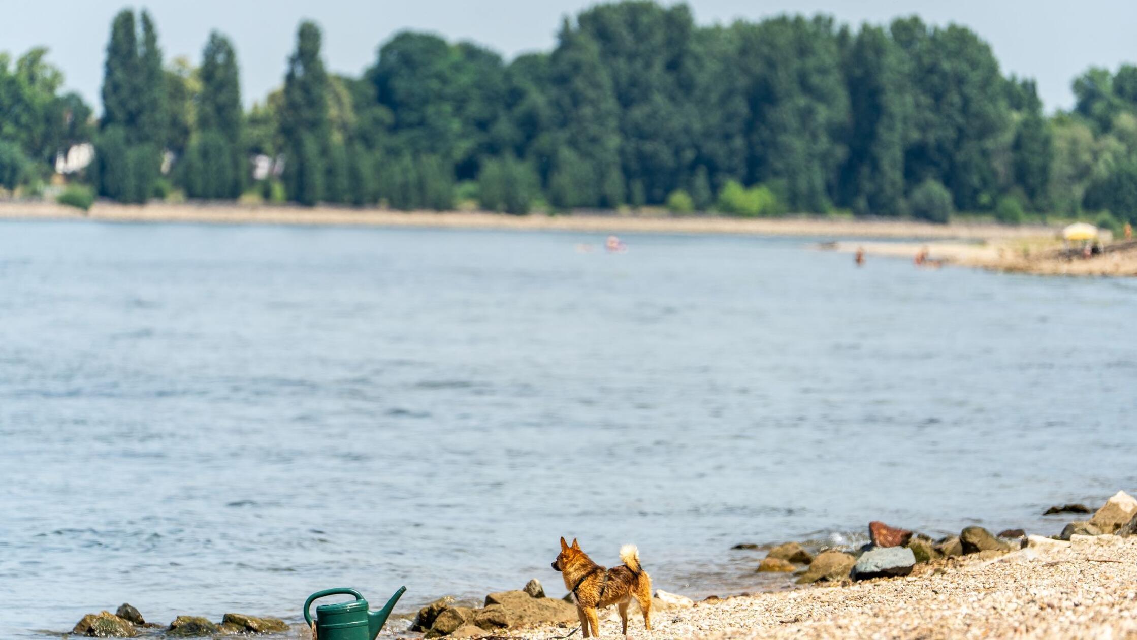 Drei-Tote-aus-dem-Rhein-in-Hessen-geborgen