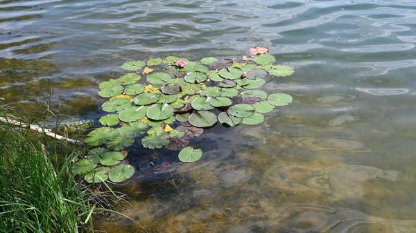 Impressionen aus Enderndorf am Brombachsee und Igelsbachsee - das war am Donnerstag, 25. Juni 2026, alles los.
