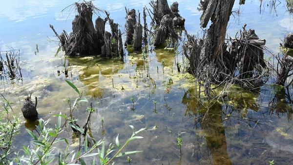 Impressionen aus Enderndorf am Brombachsee und Igelsbachsee - das war am Donnerstag, 25. Juni 2026, alles los.