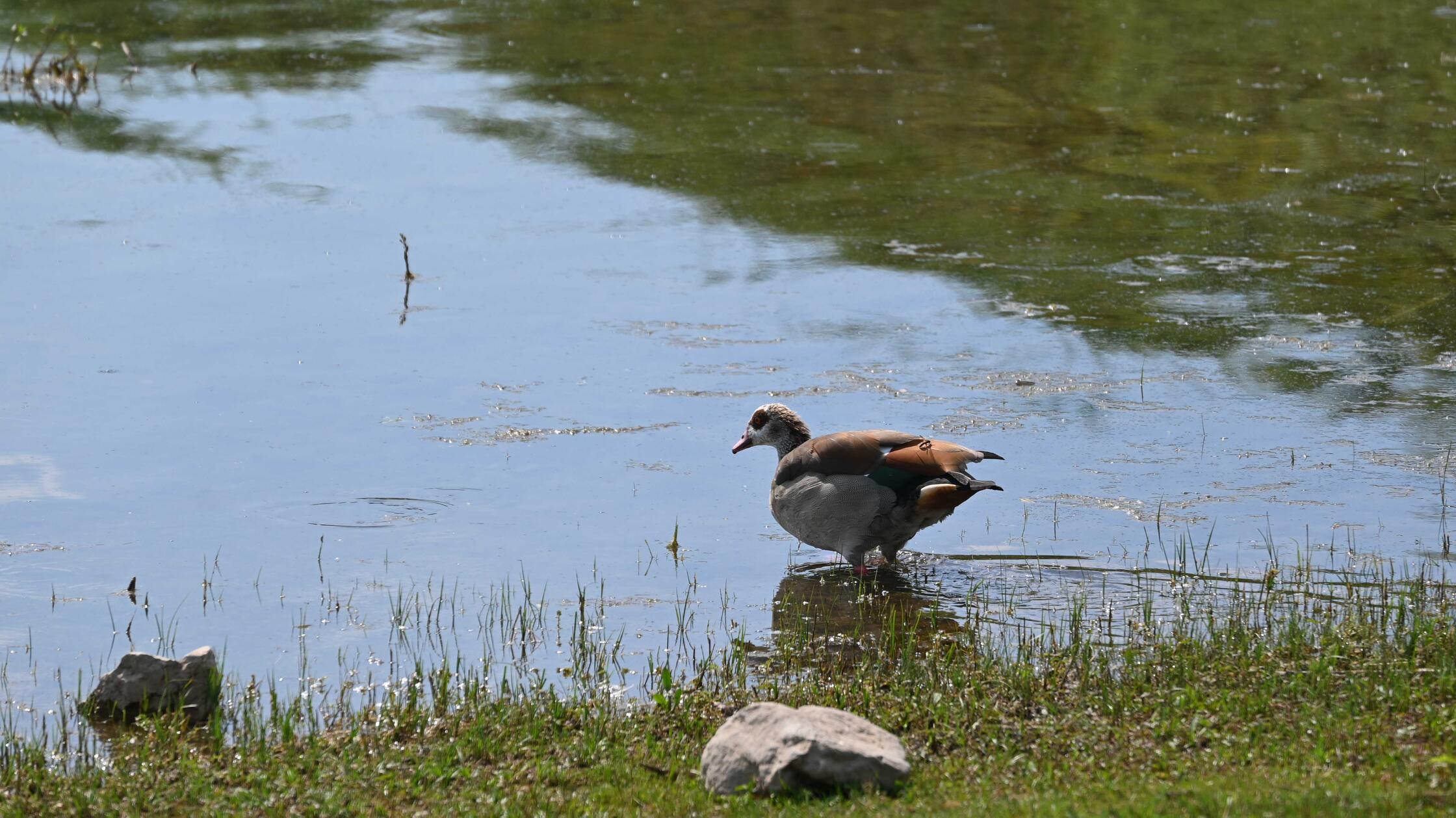 Impressionen aus Enderndorf am Brombachsee und Igelsbachsee - das war am Donnerstag, 25. Juni 2026, alles los.