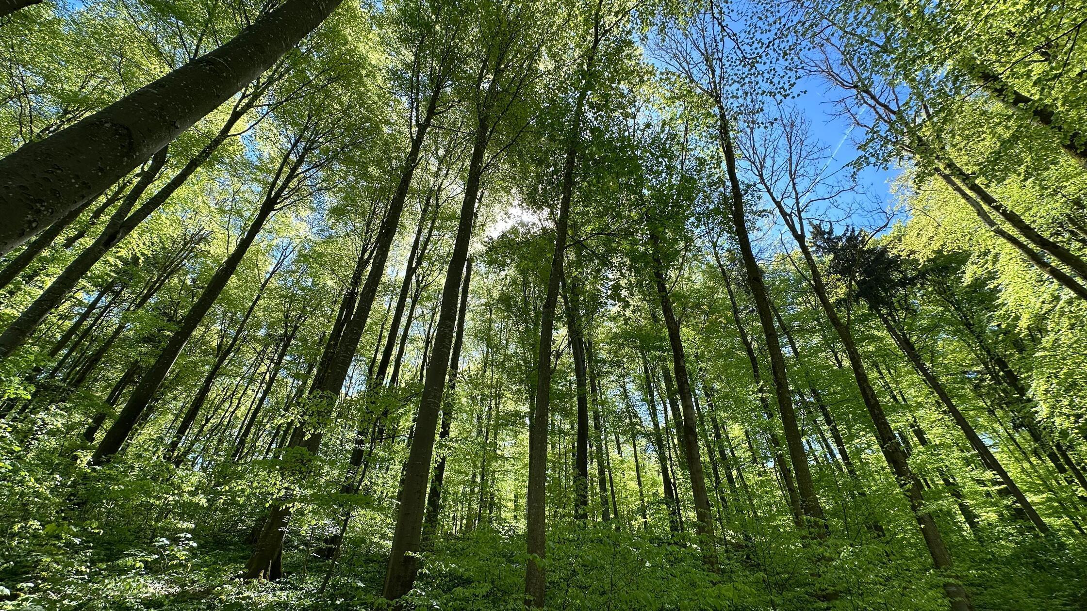 Eine Wanderung durch die Buchenwälder des Hahnenka