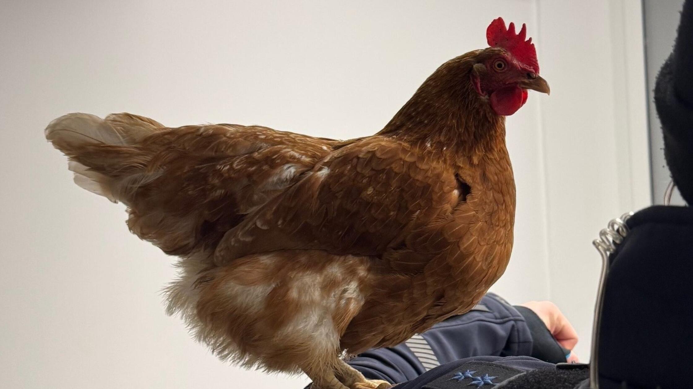 Tierqu-lerei-und-get-tetes-Huhn-in-Adelsdorf-Polizei-sucht-Hinweise-zu-zwei-Kindern