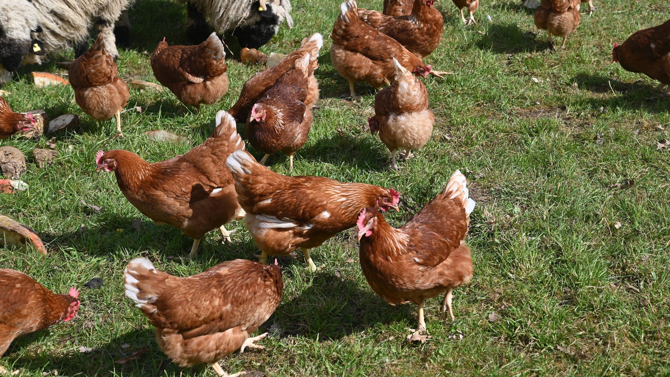 Schwere-Tierqu-lerei-in-Franken-Kinder-sollen-Huhn-mit-Latte-get-tet-haben