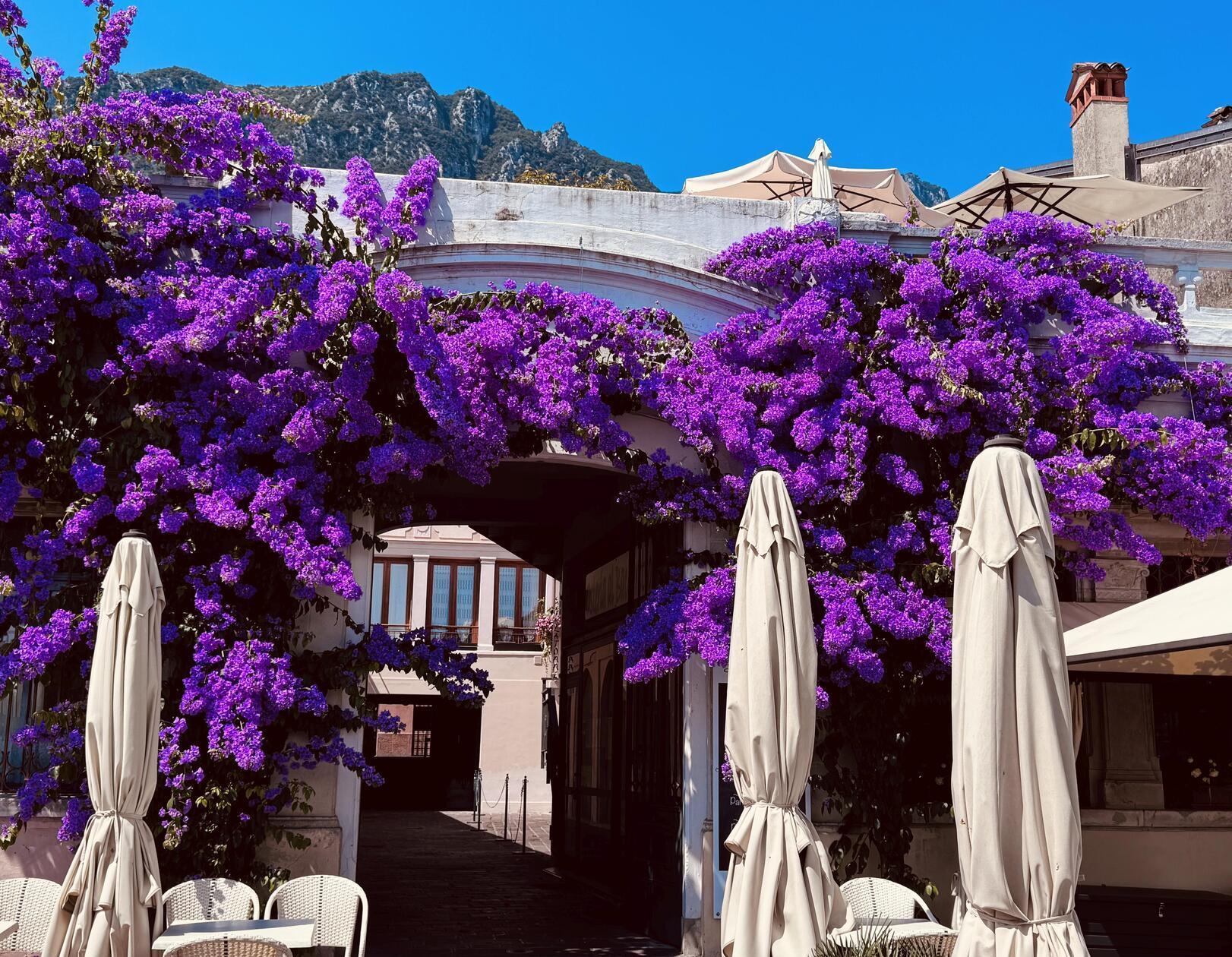 Im Sommer blühen die Bougainvillea-Sträucher am Gardasee.