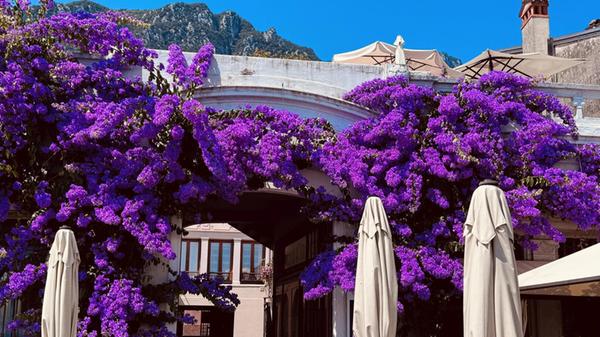 Im Sommer blühen die Bougainvillea-Sträucher am Gardasee.