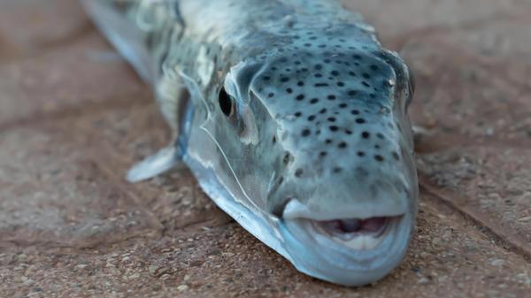 Selective focus on eyes and head of puffer fish. (