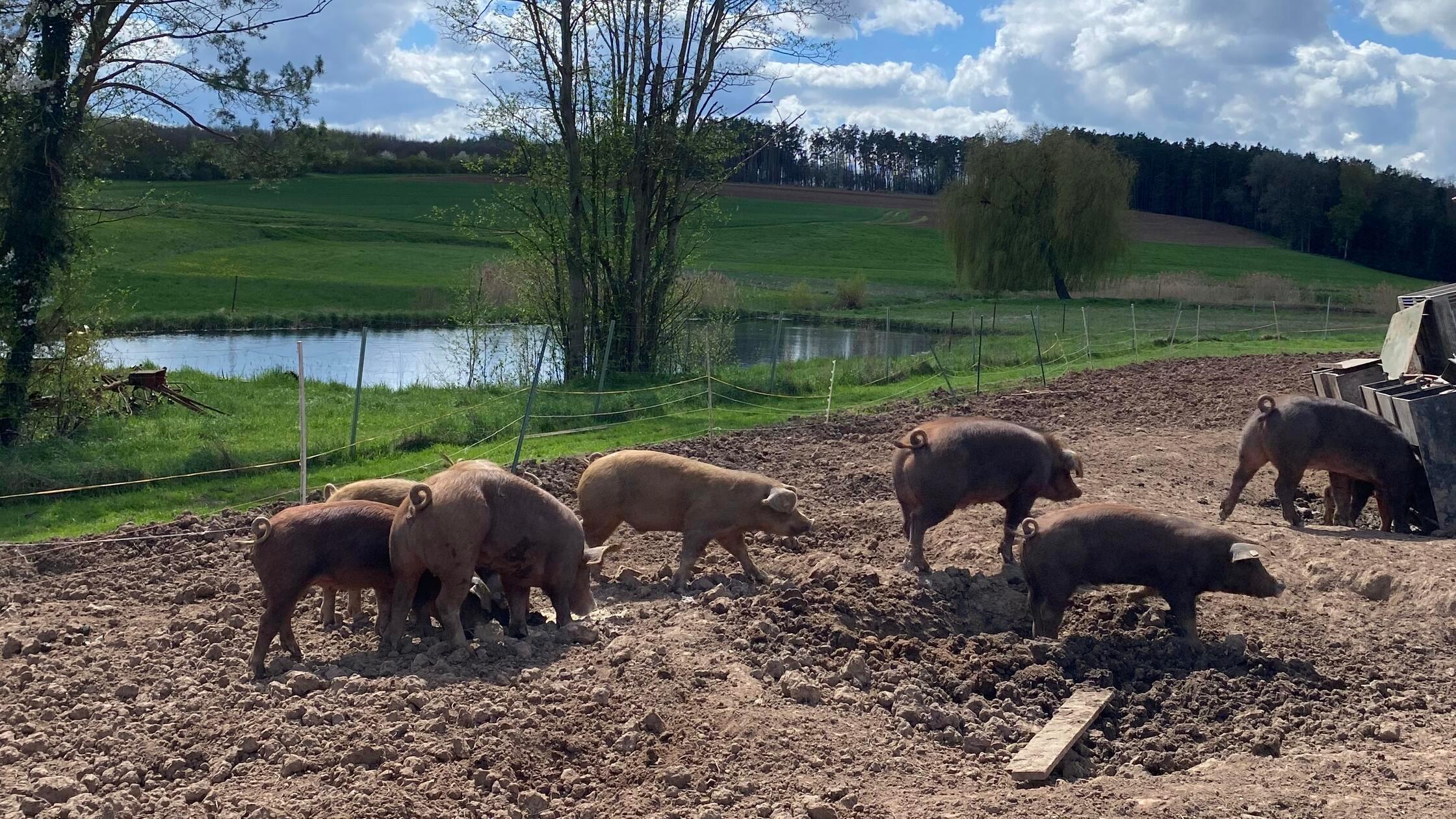 Es wurde auch ein Betrieb mit Freilandschweinen be