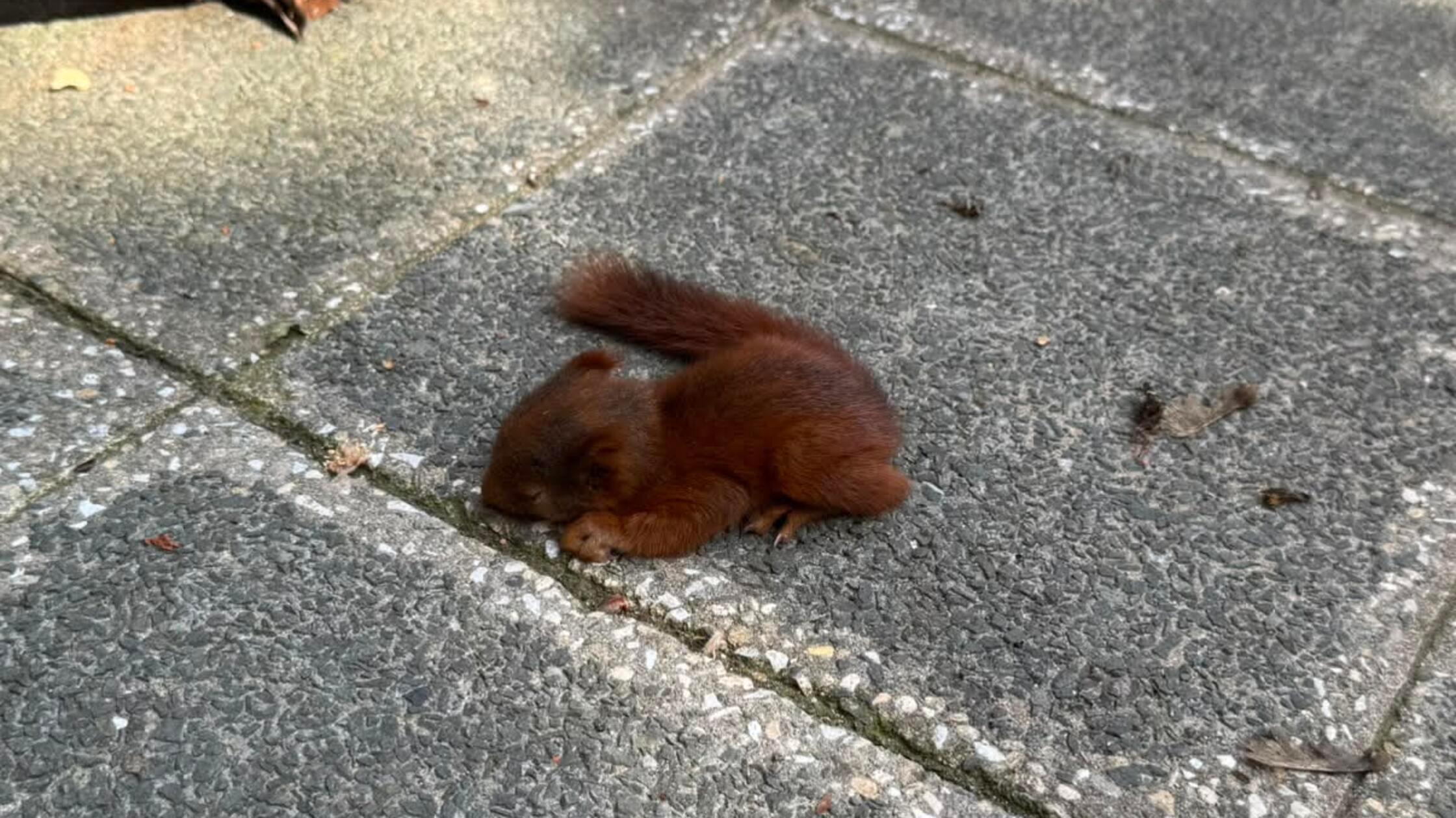 Erschöpftes Eichhörnchen