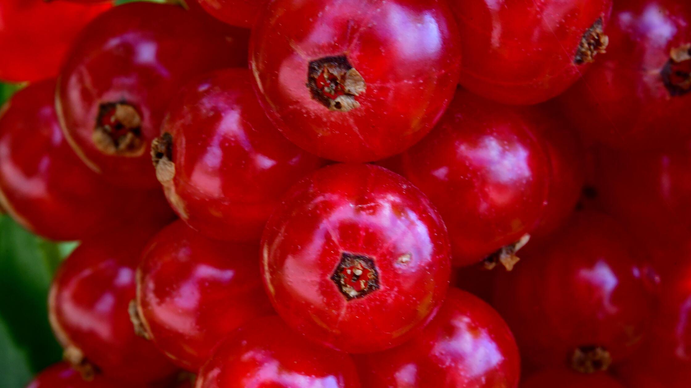 Johannisbeeren
