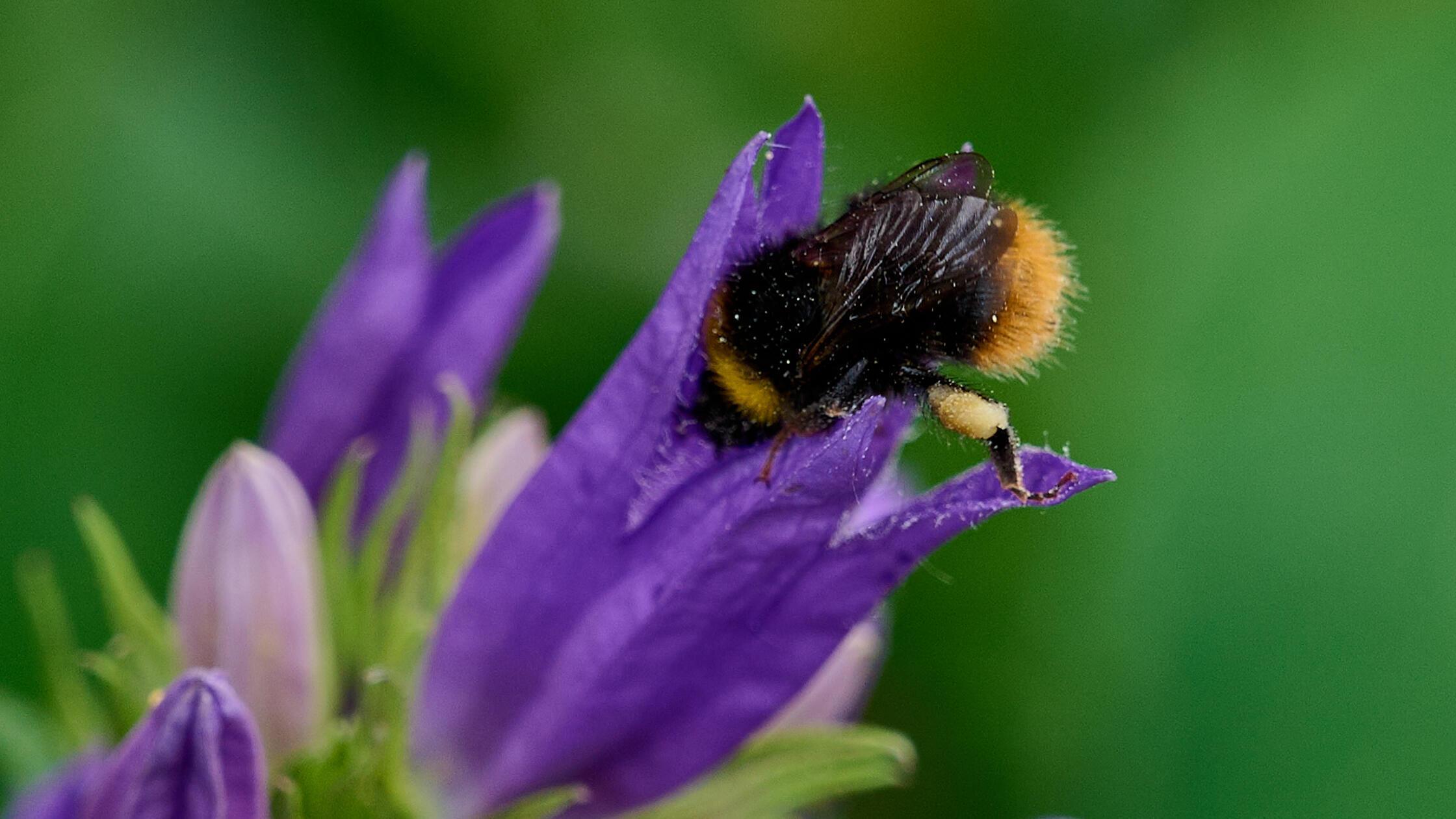 bumblebee collects nectar on flowers purple bells,