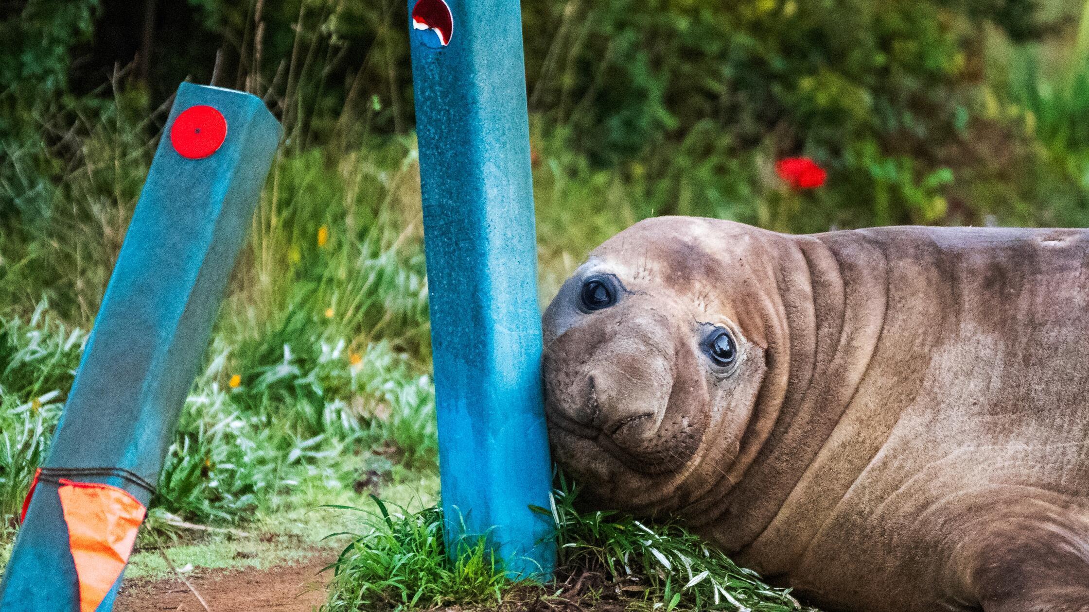 Neil the Seal: Why Australia’s Viral Internet Star Is at Risk