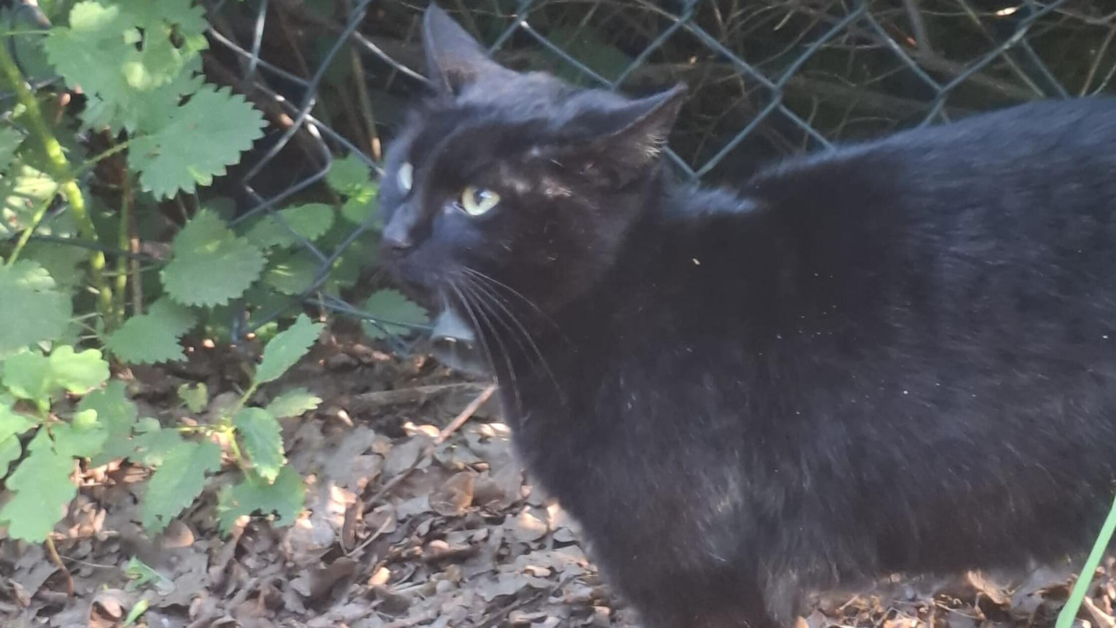 Katze Storm