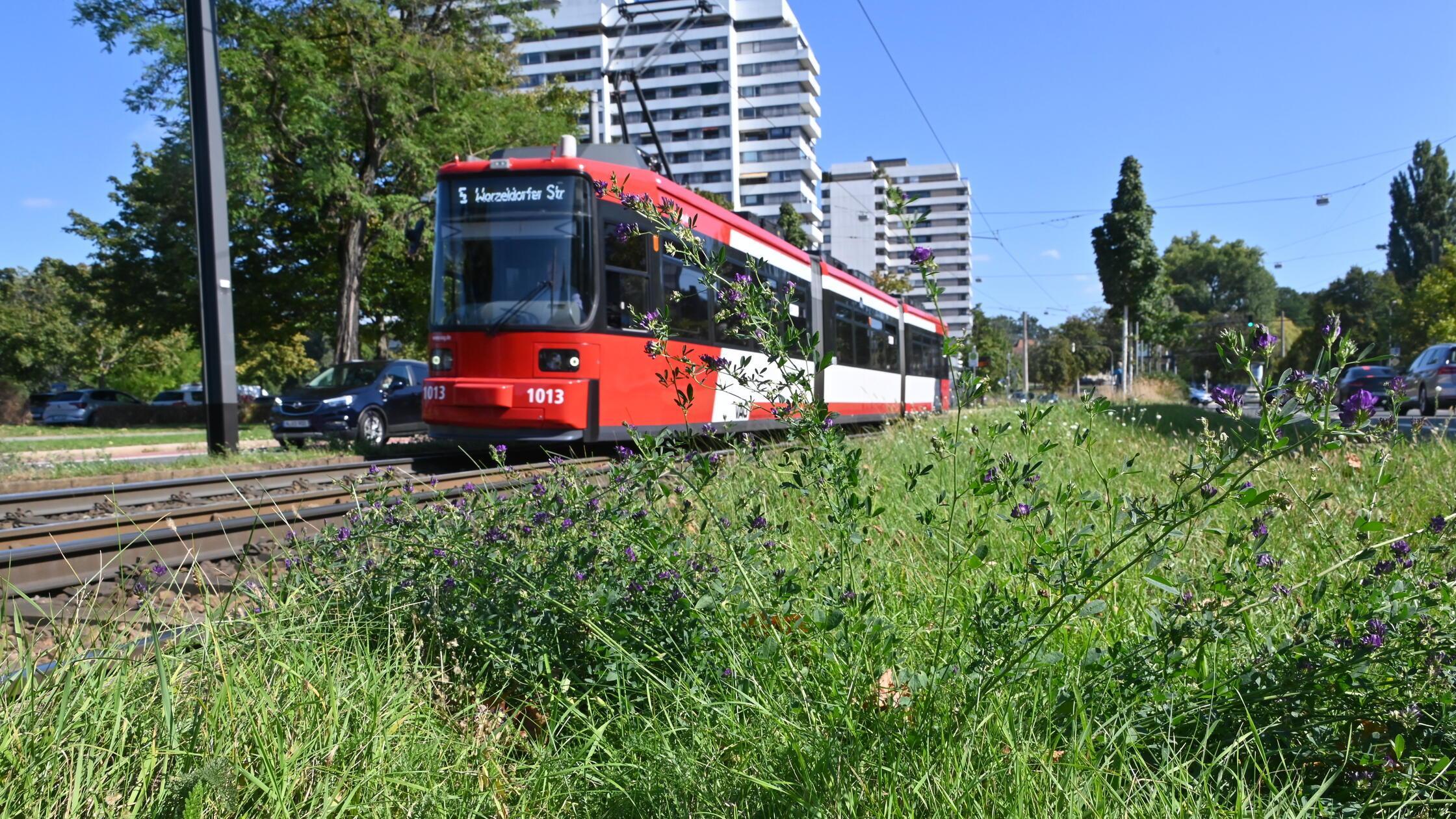 20240920 cf TramNorikus037