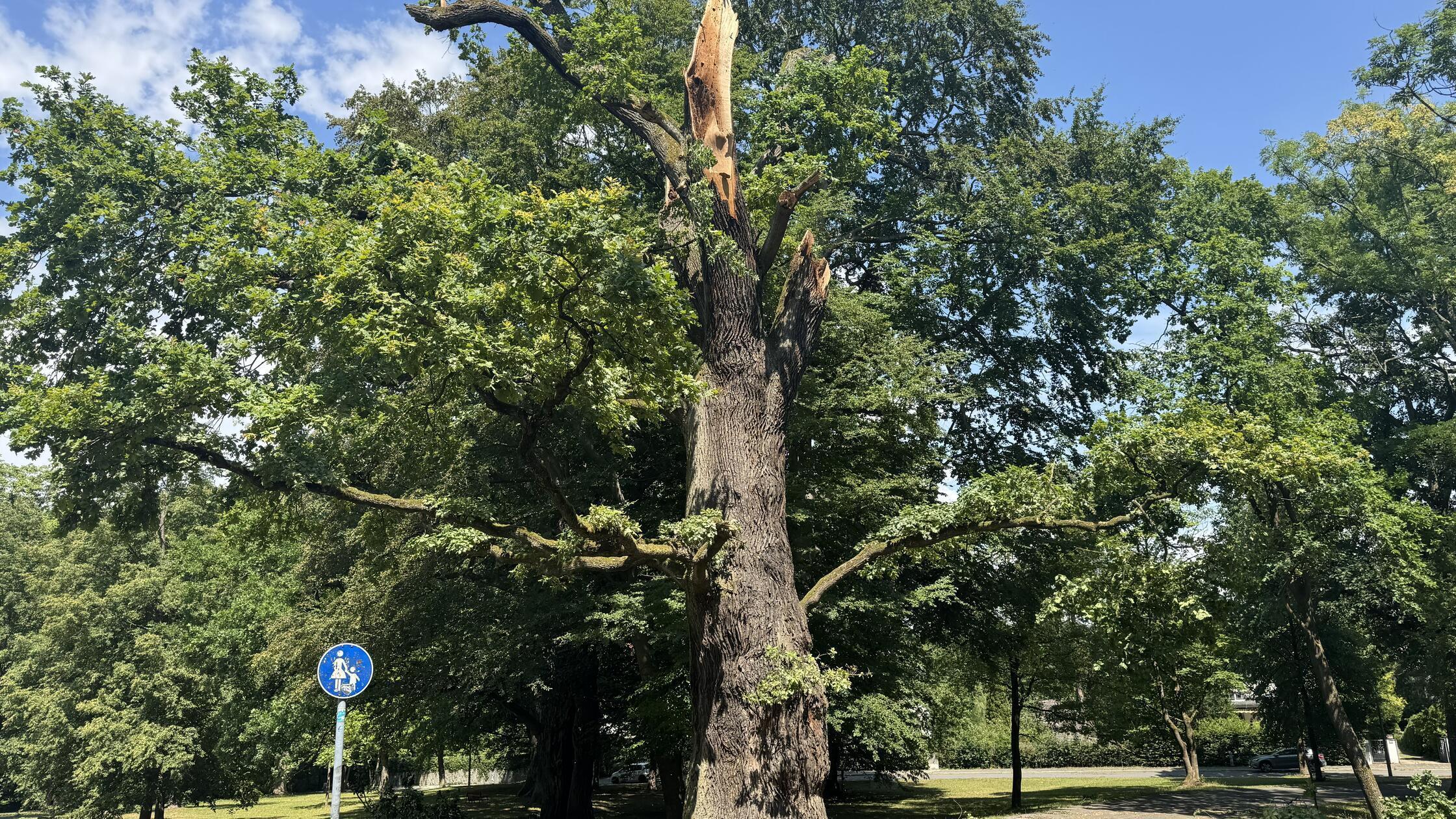 baereneicheIMG_2671
