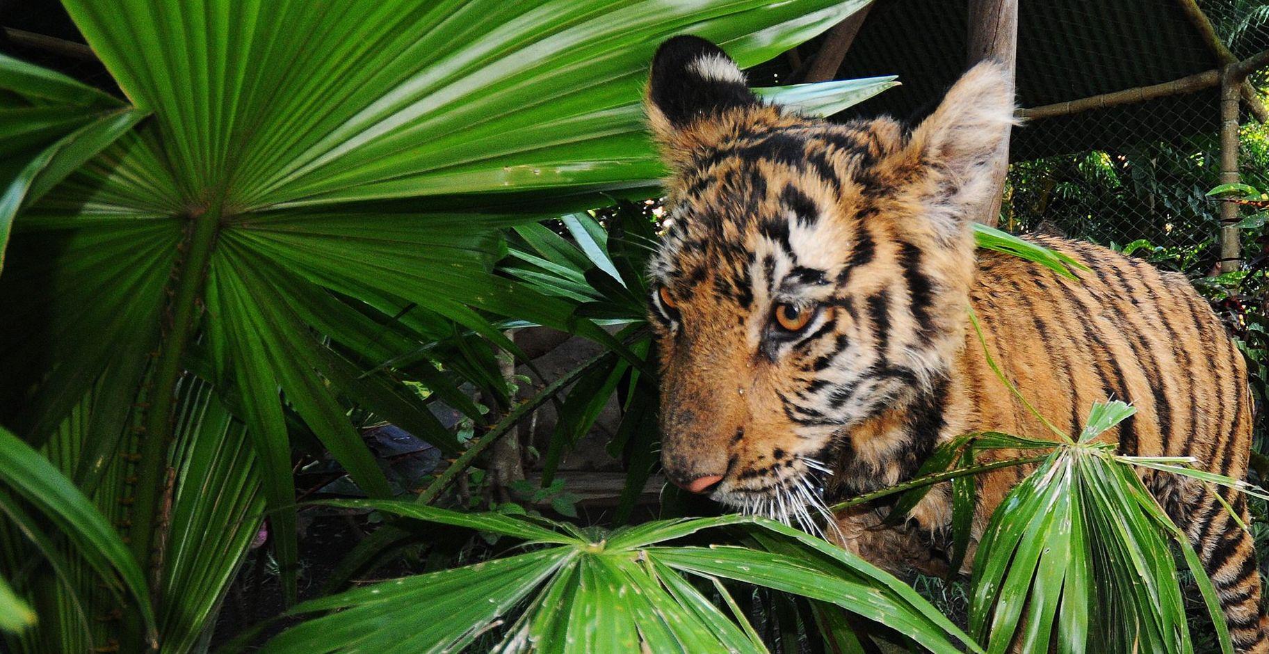Augsburger Tiger war eine Ente
